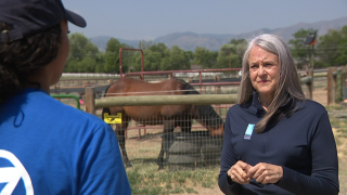 Local Evacuation resource described as 'Uber for horses' aims to expand Lauren Lennon