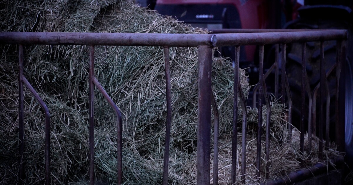 Montana Ag Network: drought-driven hay shortages ripple across Montana