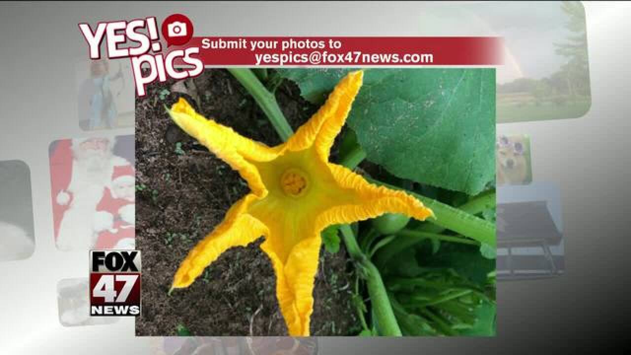 Yes! Pics: 8/21/18