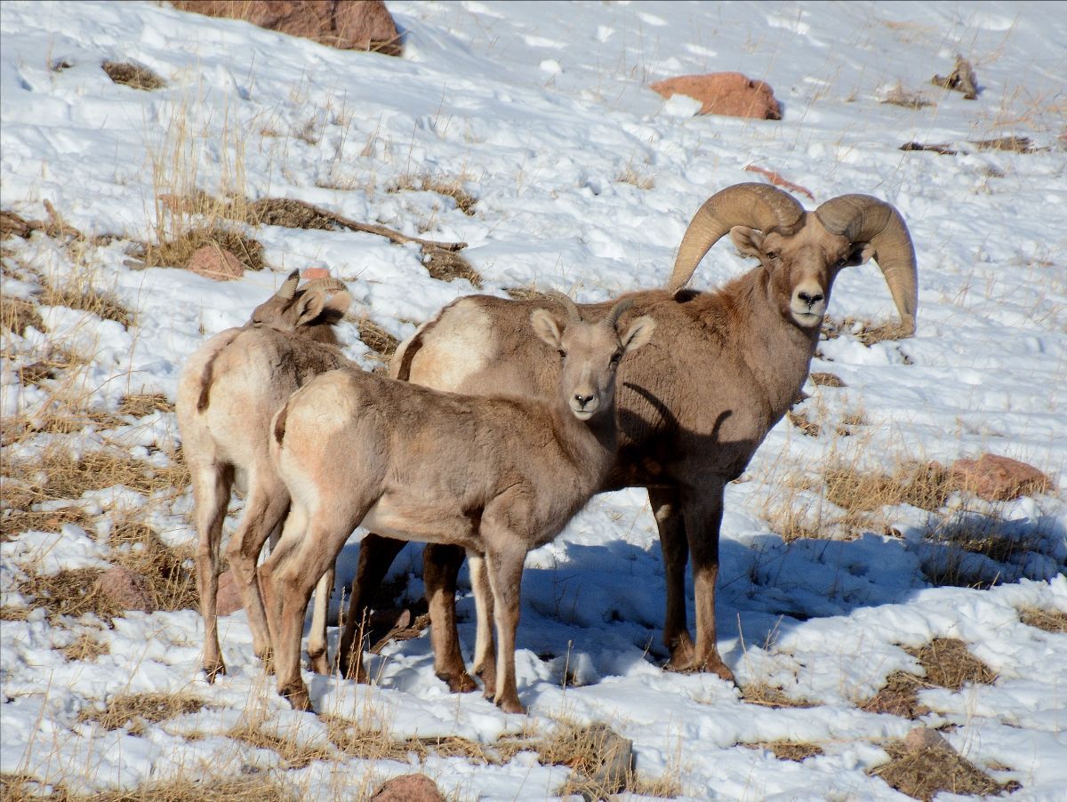 Big horn sheep