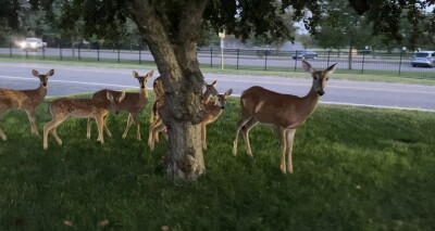 Deer in Beverly Hills