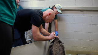 Acupuncture anteater 