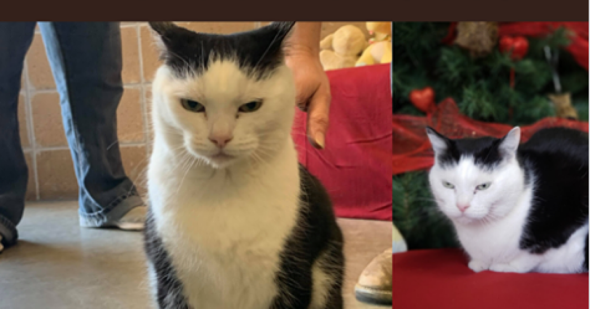 Animal Shelter Says World S Worst Cat Is Up For Adoption