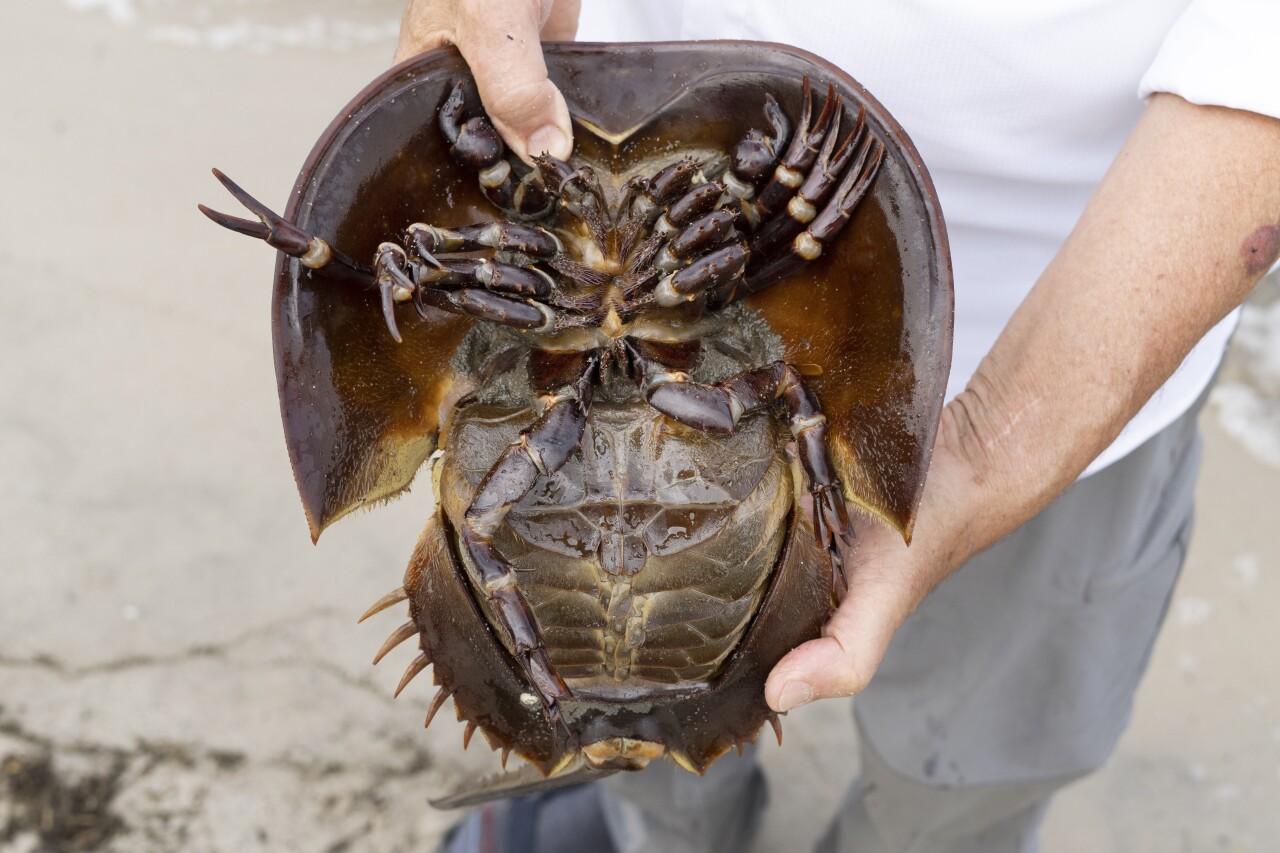 Horseshoe Crab Blood Harvest