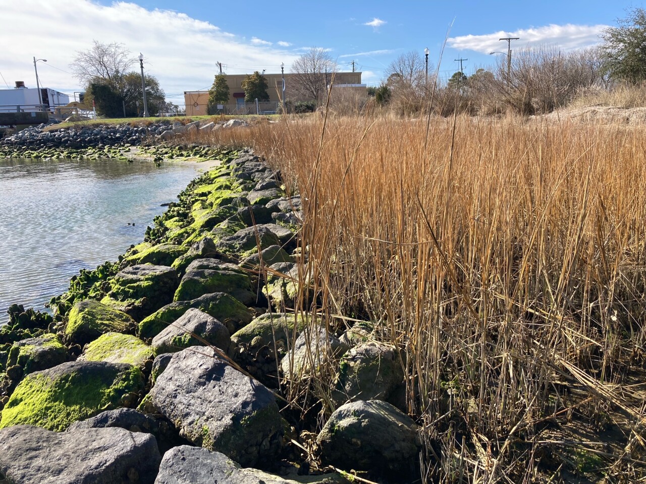 Living shoreline in hampton roads