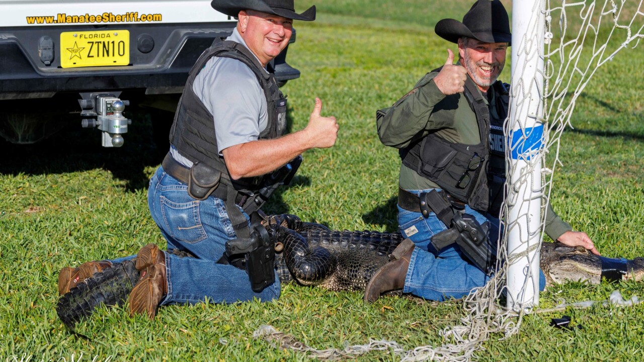alligator rescue