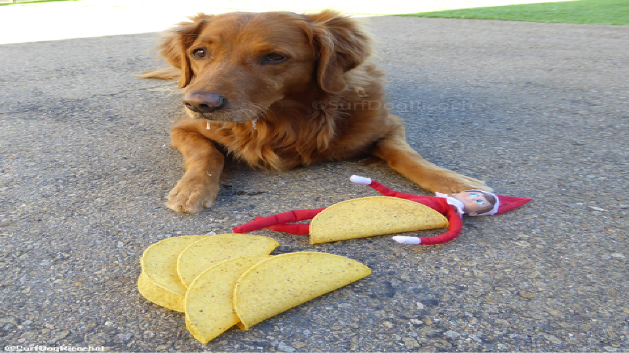 Dogs vs. elf prank war is EPIC