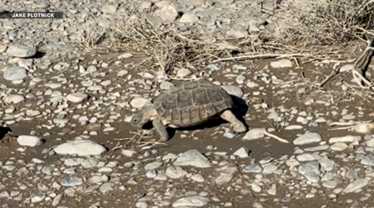 Development pushes further into desert tortoise habitat, raising concerns