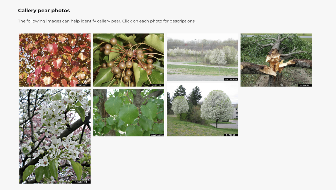 Callery Pear