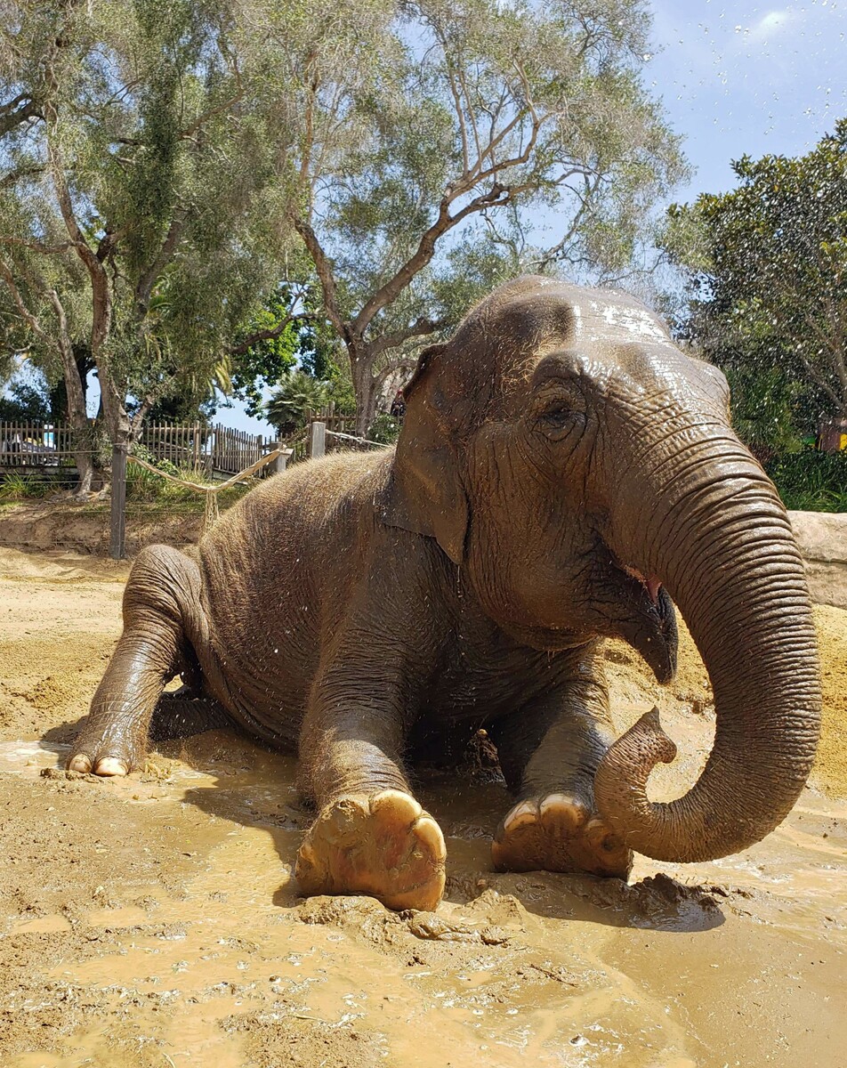 Little Mac in Wallow 2019.jpg