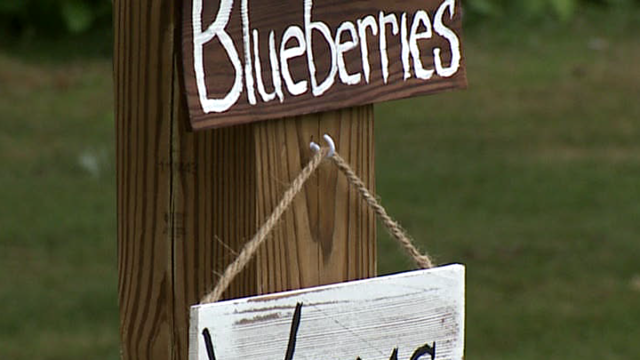 MISSION ON THE FARM: Bangor blueberry farmer giving vets free pints 