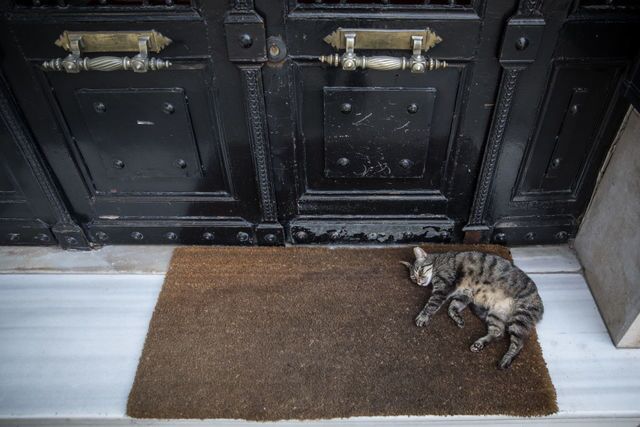 Photos: This place is known as 'The City of Cats'