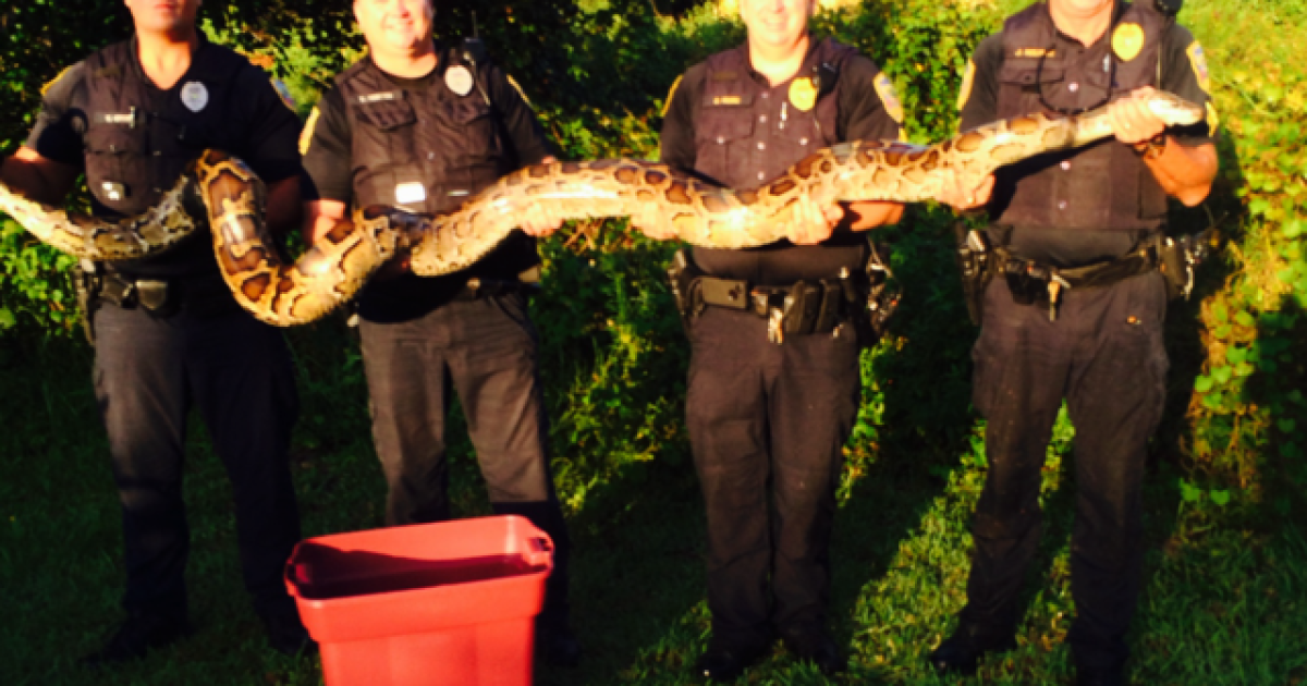 12-foot Burmese python caught in Port St. Lucie