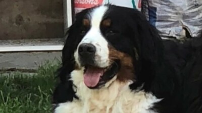 pie the dog.jpg