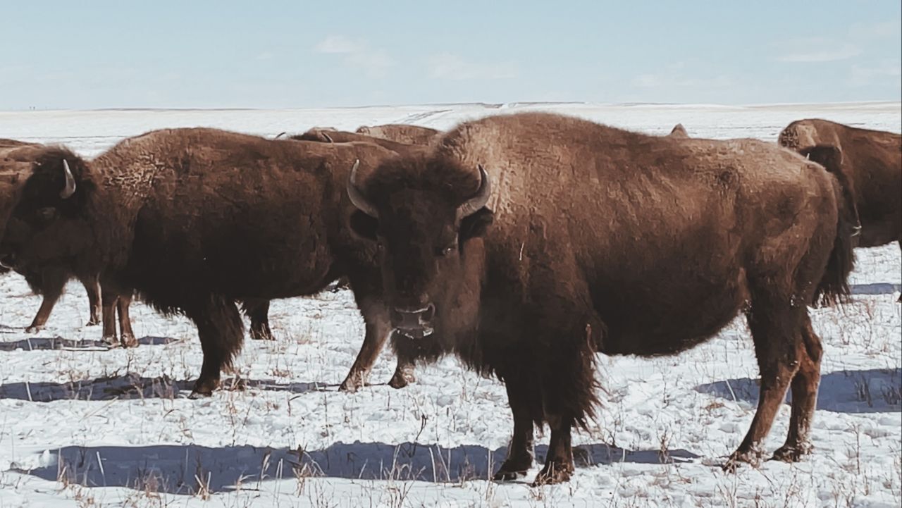 bison in glacier county