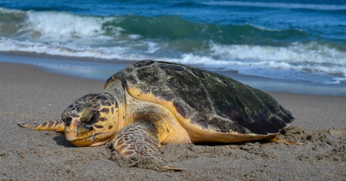 Loggerhead Marinelife Center ends sea turtle season with record 25,025 nests - Vimarsana News