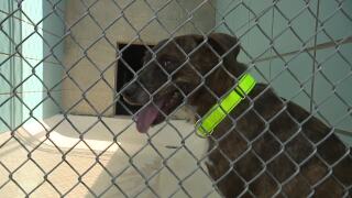 dog at shelter
