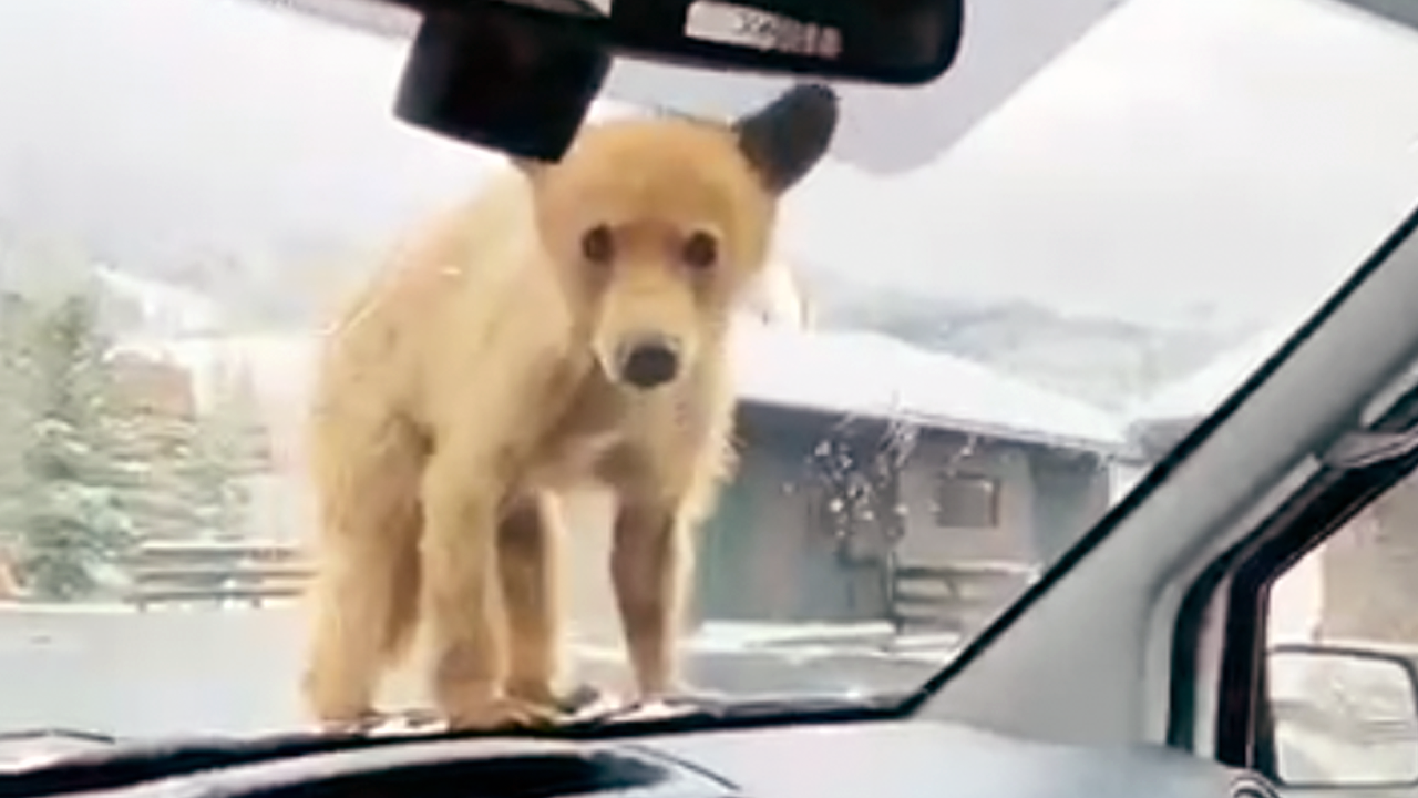 bearcub.png