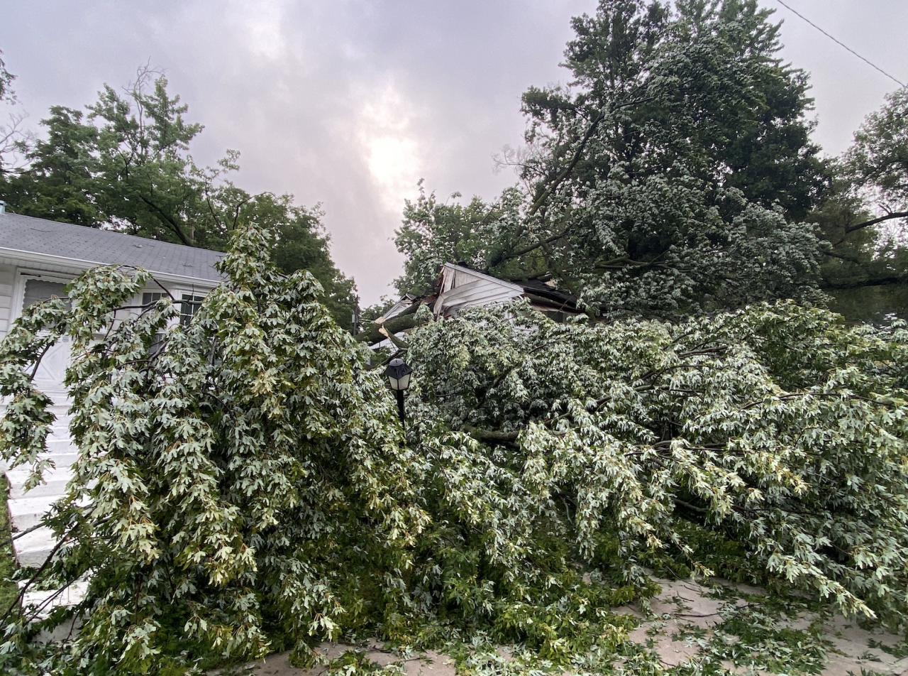 54th, Indiana tree on home