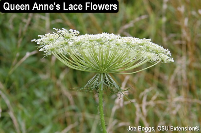 Wild Carrot - Queen Annes Lace - JB.jpg