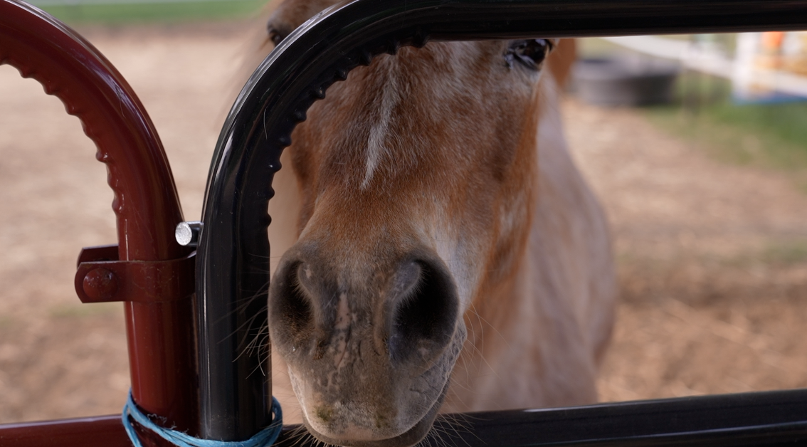 Pamela Allen Equine Assisted Coaching