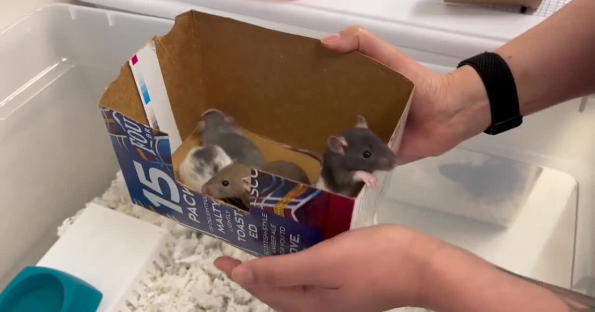 Humane Society of Southern Arizona preps for special rodent weekend Humane Society of Southern Arizona preps for special rodent weekend