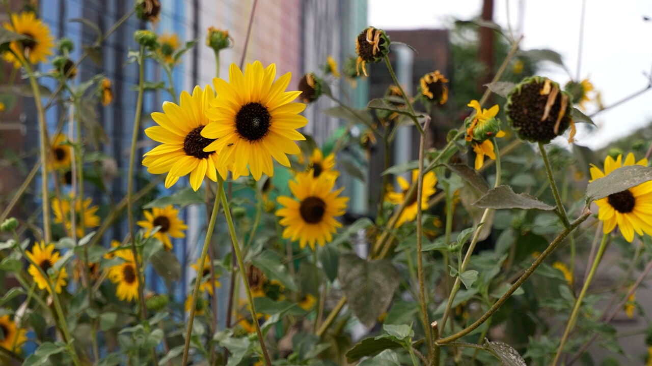 YV-GLOBEVILLE.00_02_49_19.Still010 (1).jpg