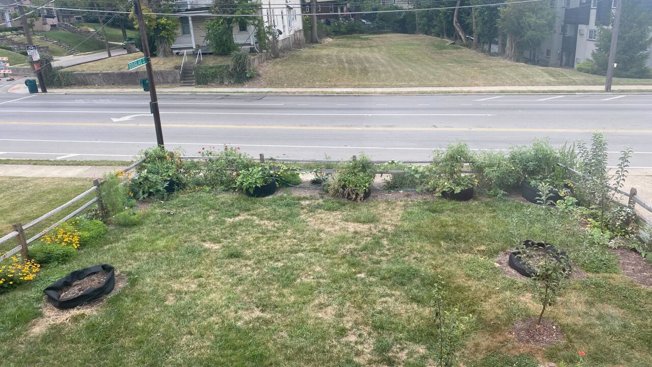 Molly Burke's garden before the damage (September 2023)