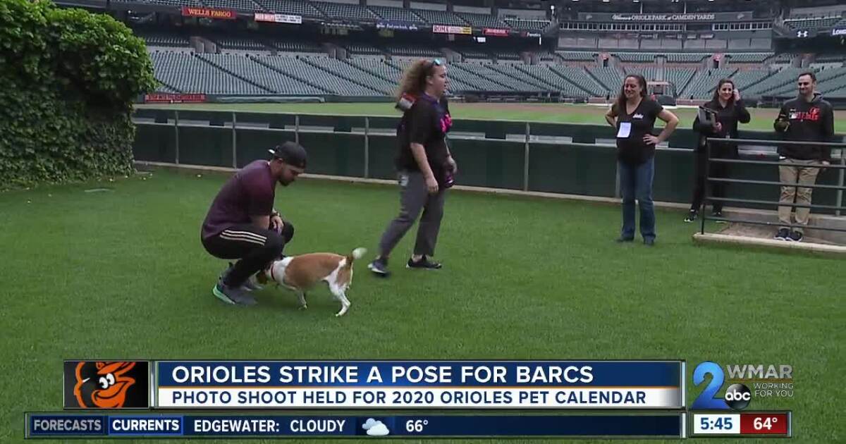 Orioles And Barcs Partner For Pet Calendar orioles pet calendar 2021