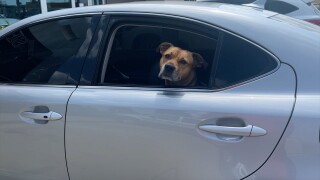 dog in hot car.jpg