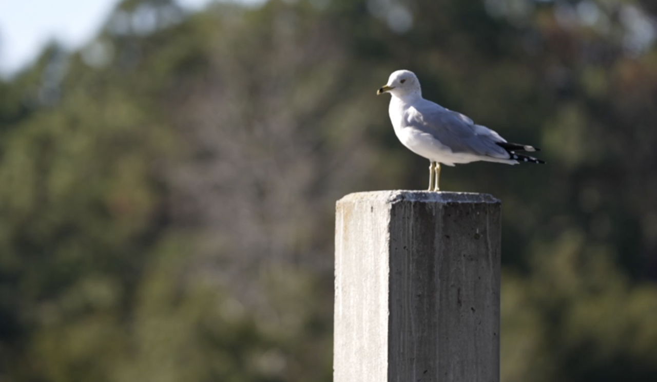 No matter the location, experts say there are little things people can do to help encourage birds to thrive around them.