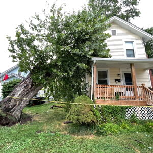 Tree on house fairfax