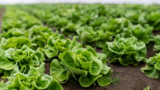 Fresh,Organic,Lettuce,In,A,Rural,Greenhouse.,Rows,Of,Lettuce