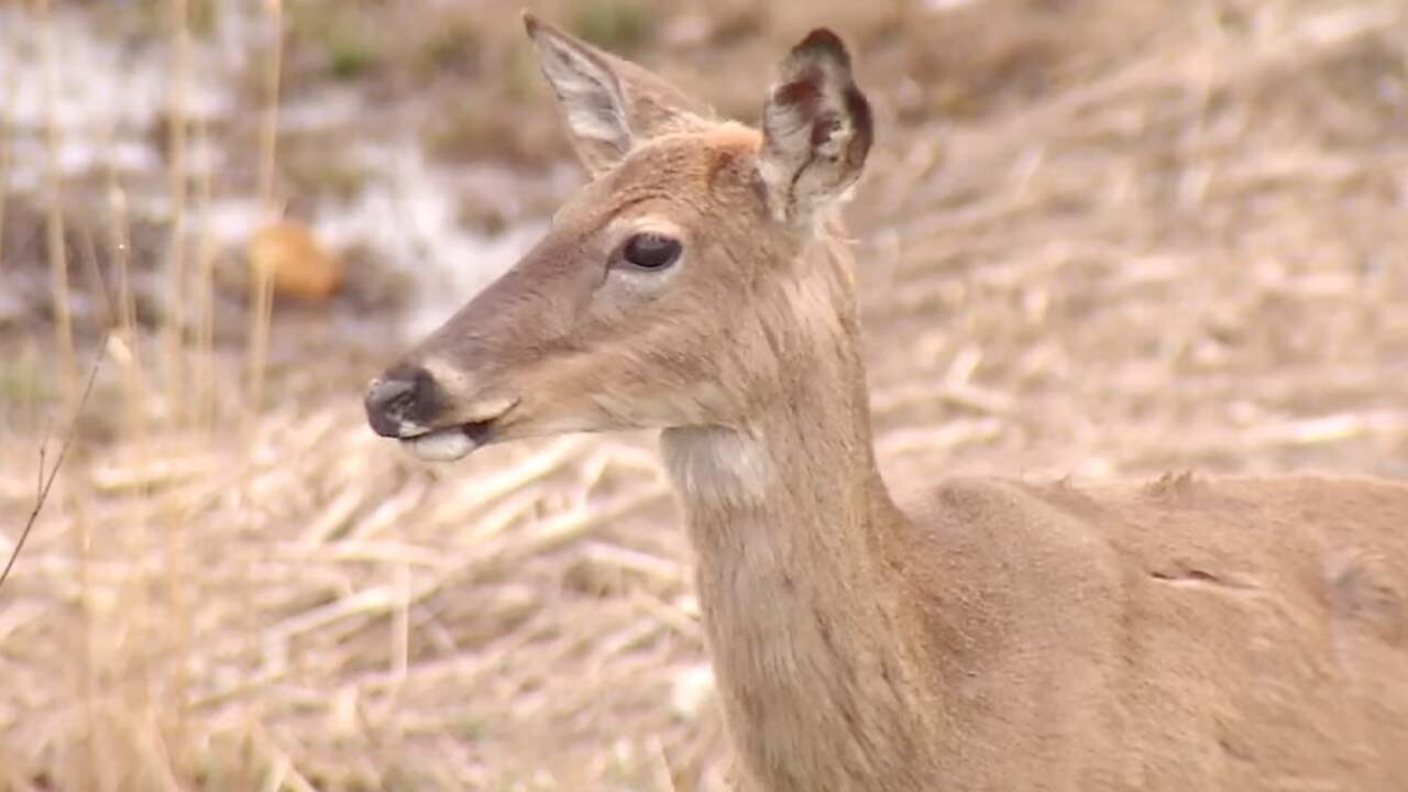 deer.jpg