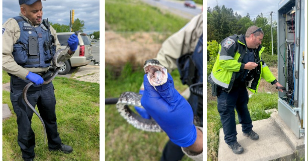 Large snake flips switch, stops traffic at Virginia intersection(00)