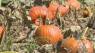 Rainy winter, cool summer and inflation impacting growth and price of pumpkins