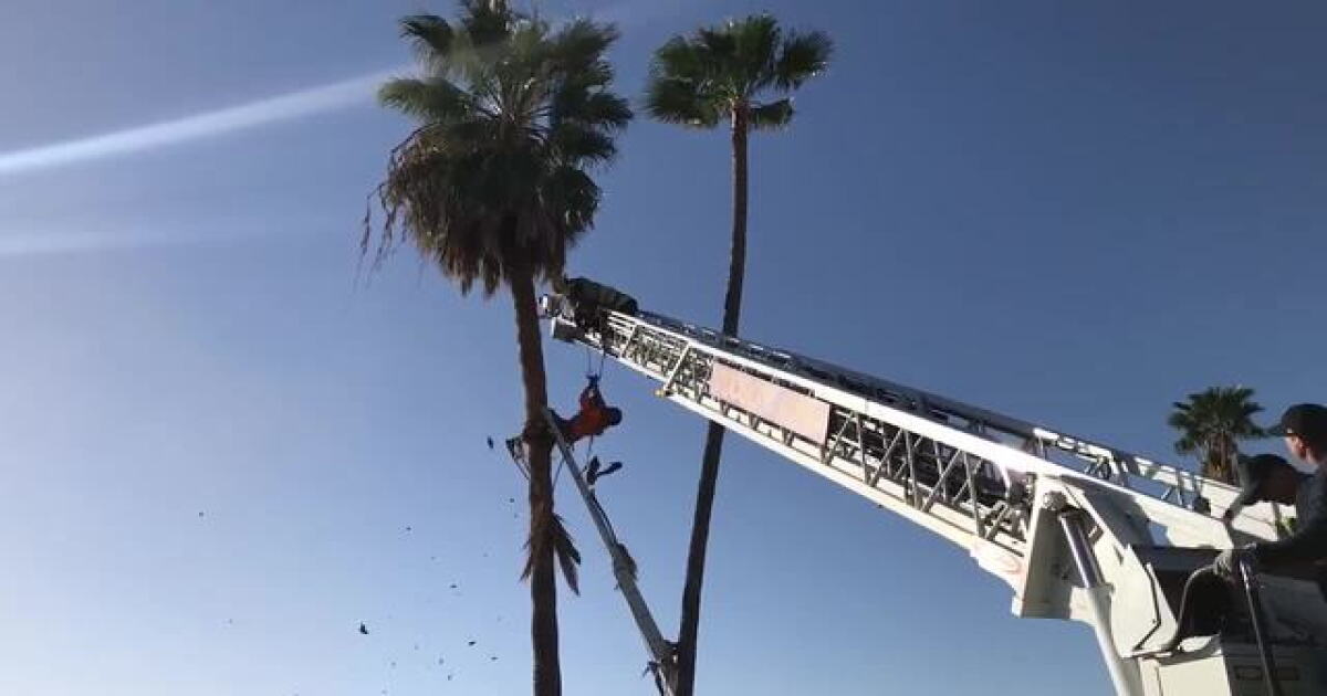 Fpalm Tree Rescue Firefighters rescue man trapped in palm tree