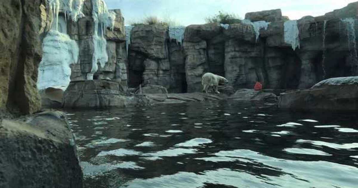 For animals at KC Zoo, how cold is too cold?