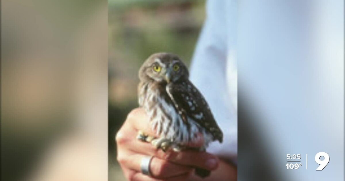 Owl Protection Protection restored for Pygmy Owl