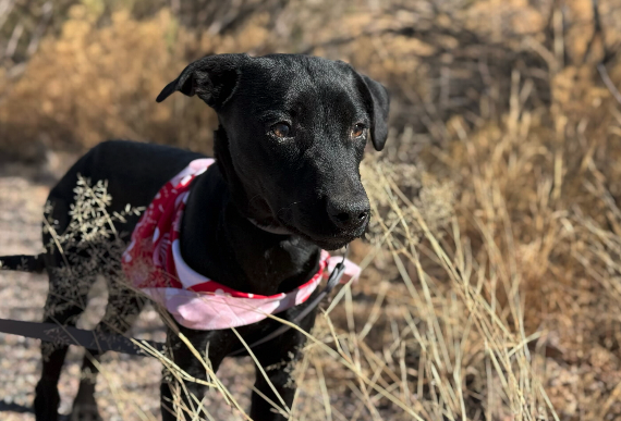 Paws-itive changes at the Douglas Animal Shelter leading to more adoptions, dogs finding forever homes
