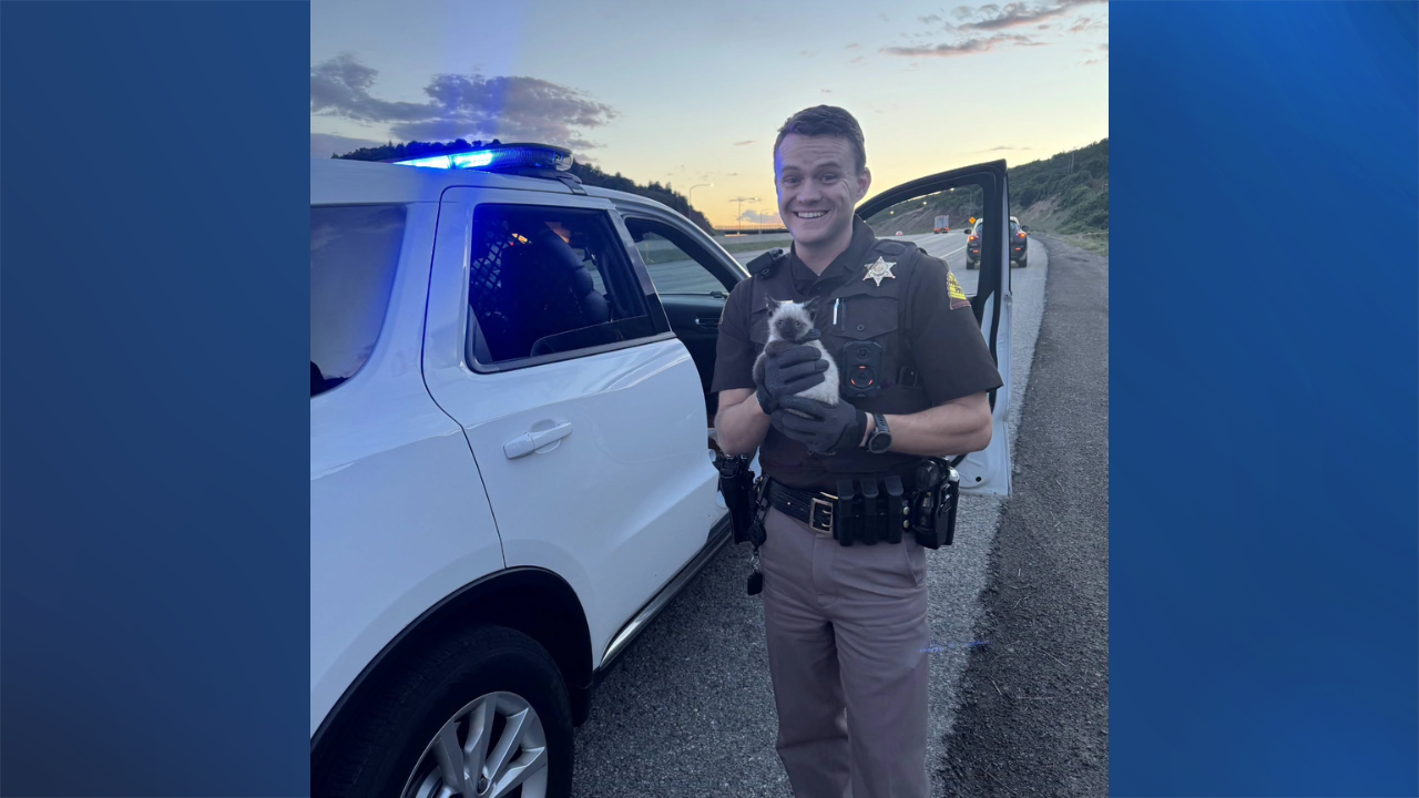 Stop! Troopers successfully detain kitten found trying to cross freeway