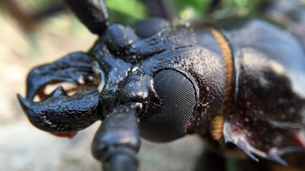 Monsoon Red Insect MONSOON BUGS! 8 things you want to know about Palo Verde Beetles