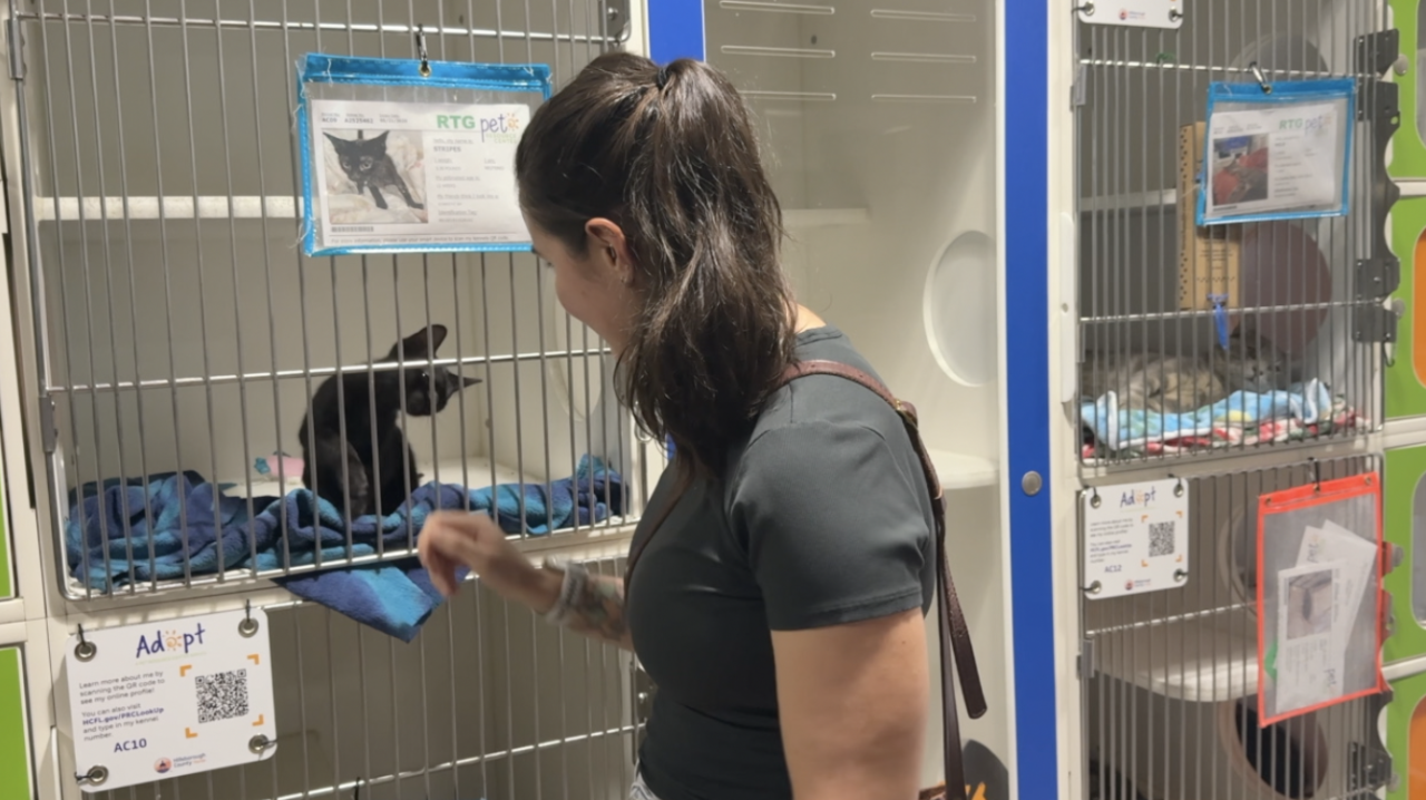 Cat overcrowding in Tampa hits record high as shelter waives fees and pleads for fosters.png