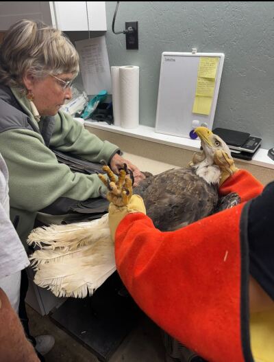 LORAIN EAGLE RESCUE