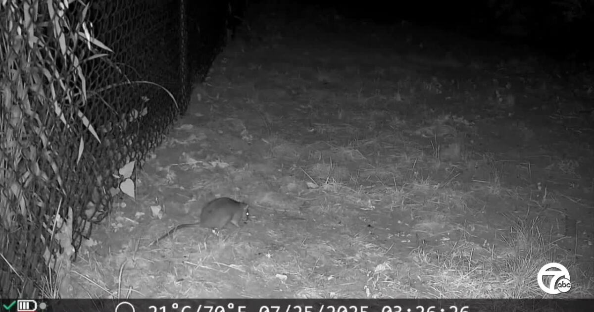 Walmartinfested With Rats Plymouth residents demand action as rat infestation grows in neighborhood