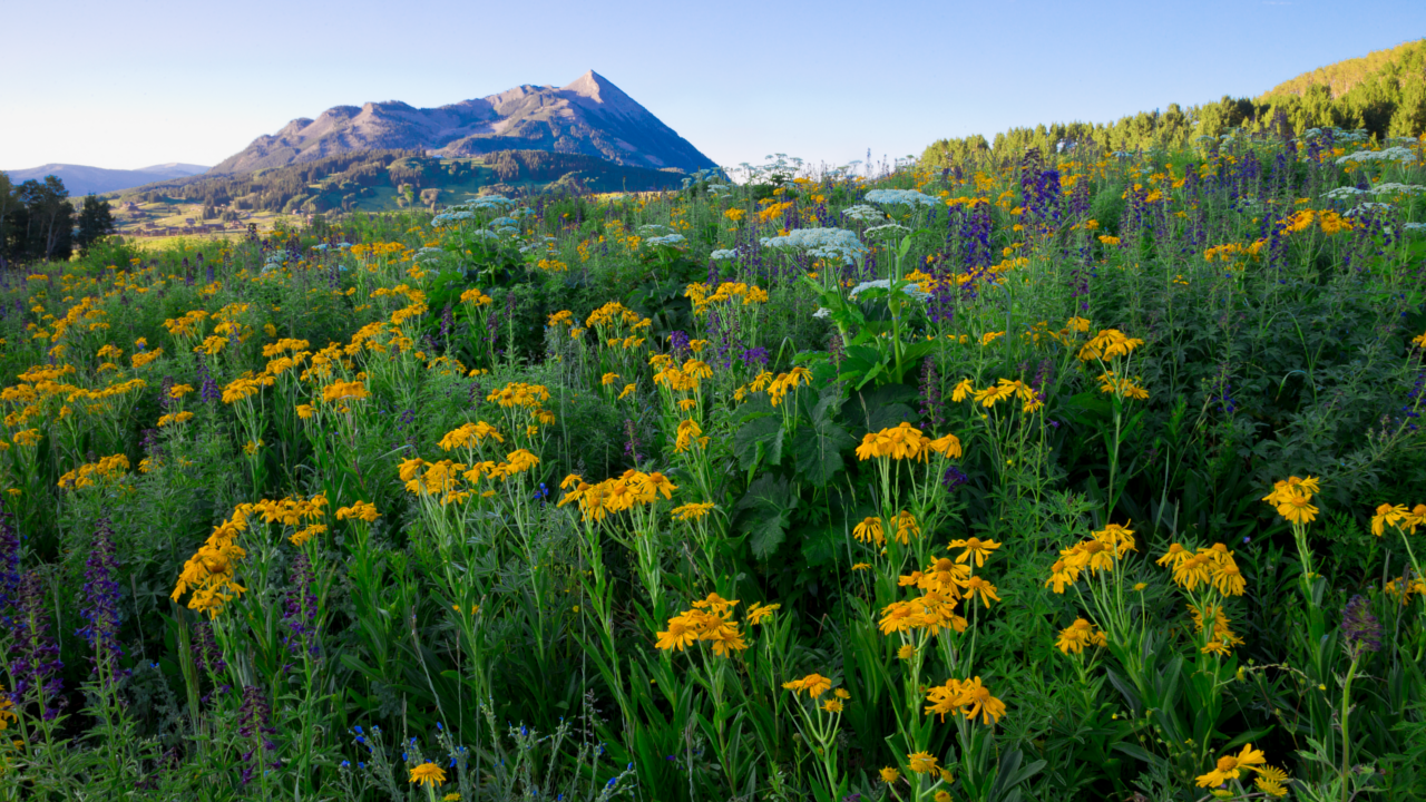 Crested Butte Wildflowers