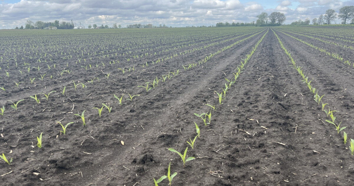 Farmers continue to make planting progress despite cool, rainy weather
