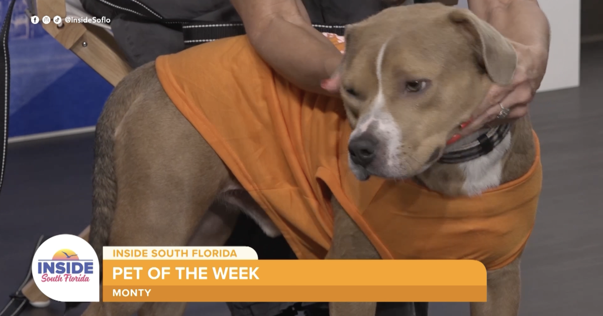 Meet Monty: Humane Society of Broward’s Sweet Pup Looking for a Home
