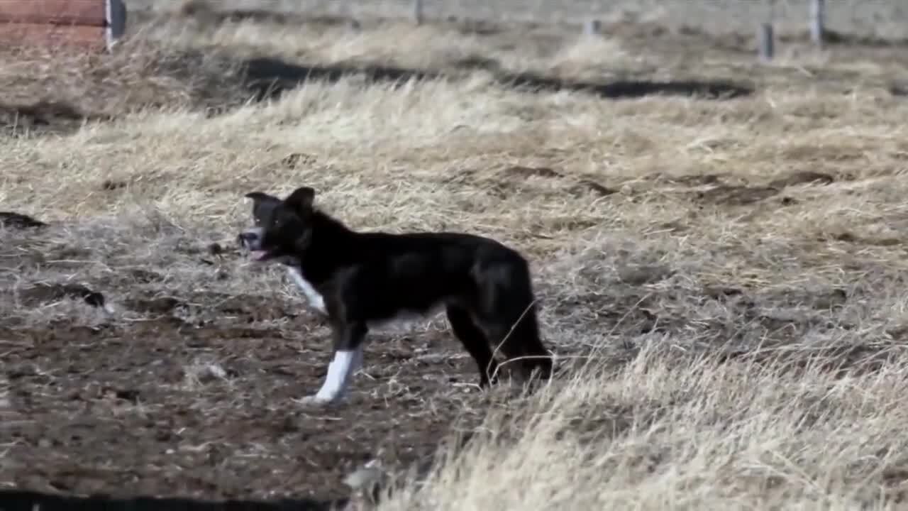 Farm Dog of the Year runner-up