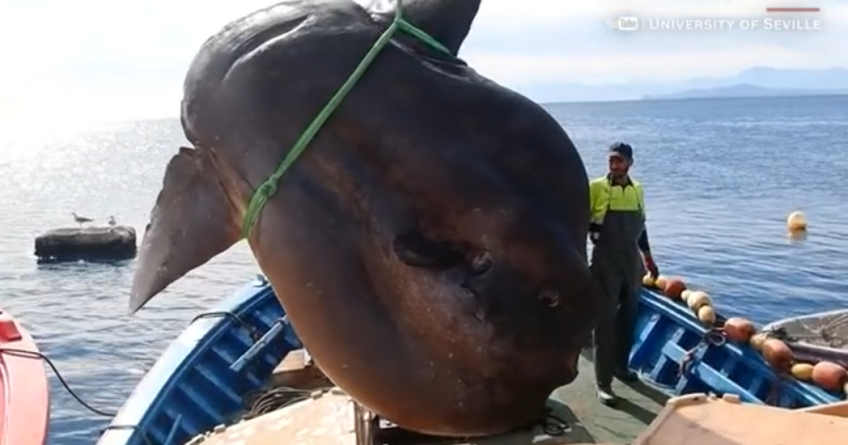 Officials in Spain catch and release 4,400-pound sunfish